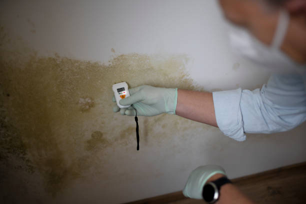 Best Attic Mold Remediation in North Olmsted, OH