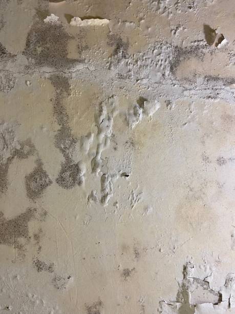 Best Insurance-Related Mold Remediation in North Olmsted, OH
