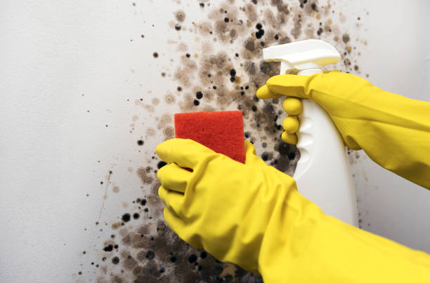 Best Residential Mold Remediation in North Olmsted, OH